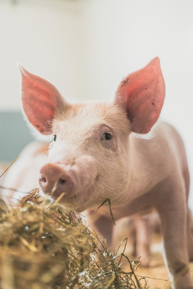 Stavsmarken Gård